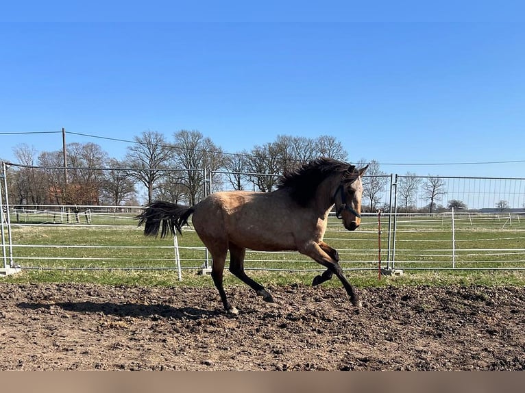Andalou Hongre 3 Ans 156 cm Buckskin in Teldau