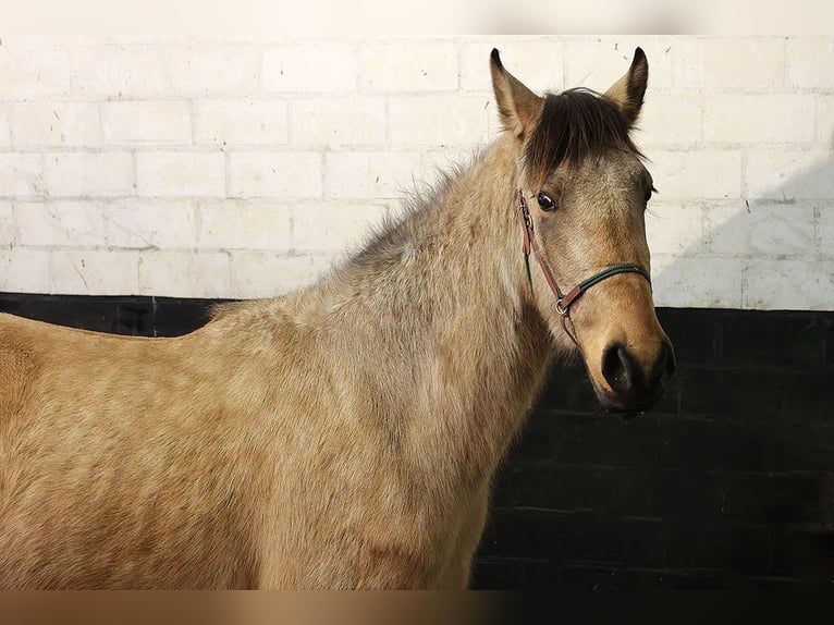 Andalou Hongre 3 Ans 156 cm Buckskin in Teldau