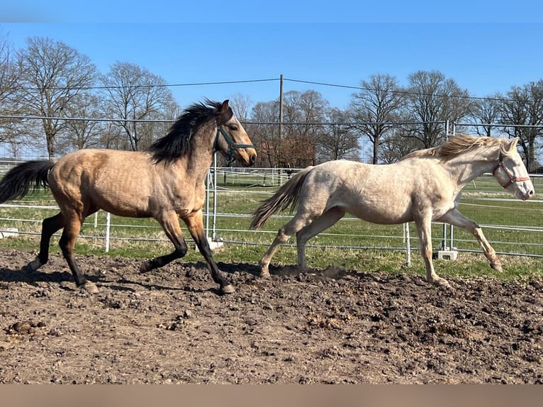 Andalou Hongre 3 Ans 156 cm Buckskin in Teldau