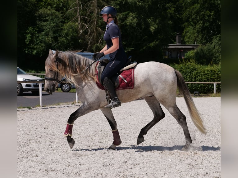 Andalou Hongre 3 Ans 156 cm Gris in Neustadt (Wied)