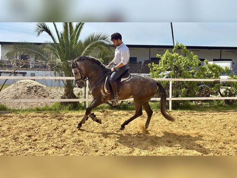 Andalou Croisé Hongre 3 Ans 156 cm Gris in Galaroza (Huelva)