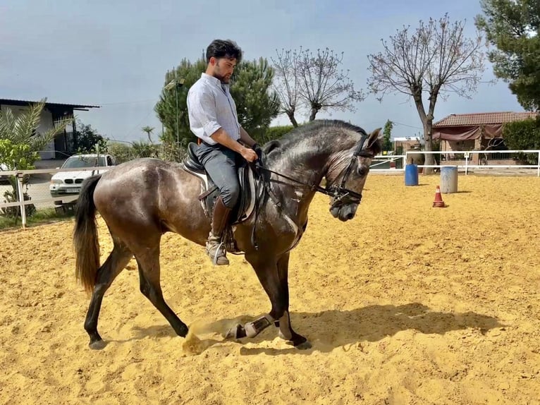 Andalou Croisé Hongre 3 Ans 156 cm Gris in Galaroza (Huelva)
