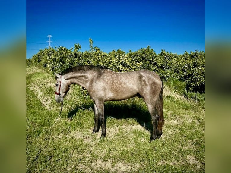 Andalou Croisé Hongre 3 Ans 156 cm Gris in Galaroza (Huelva)