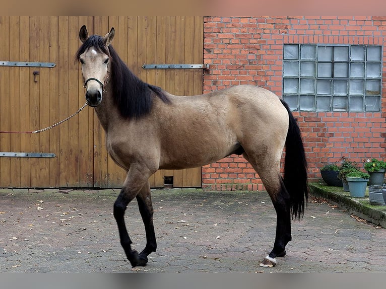 Andalou Hongre 3 Ans 157 cm Buckskin in B&#xF6;tersen