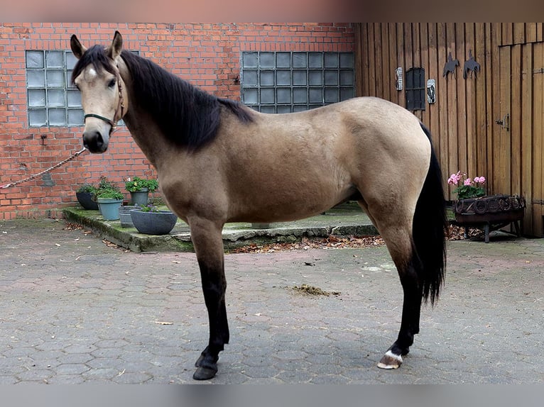 Andalou Hongre 3 Ans 157 cm Buckskin in Teldau