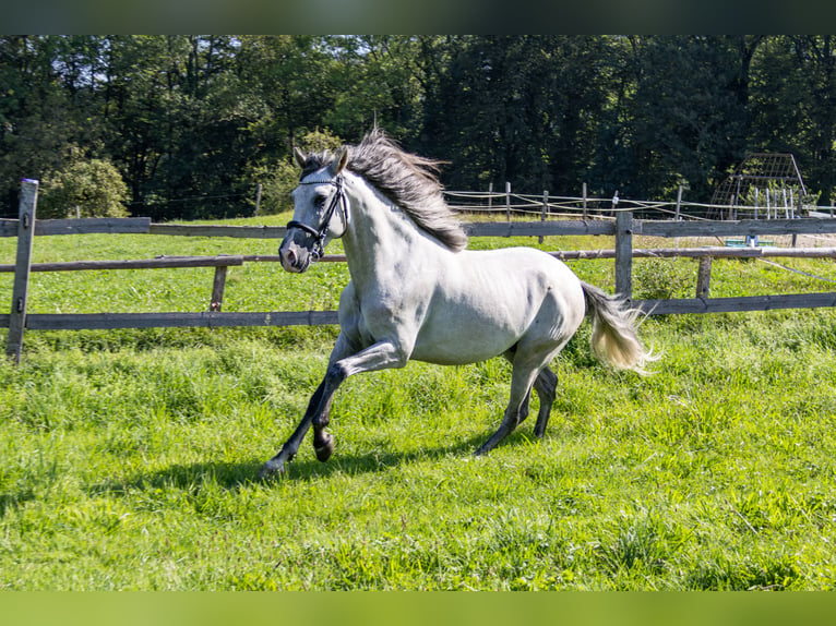 Andalou Hongre 3 Ans 157 cm Pinto in Aeugst am Albis