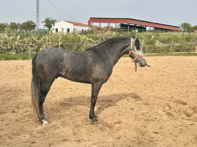 Andalou Hongre 3 Ans 158 cm Gris in Galaroza (Huelva)