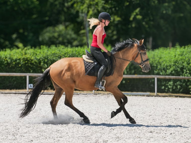 Andalou Hongre 3 Ans 158 cm Isabelle in Neustadt (Wied)