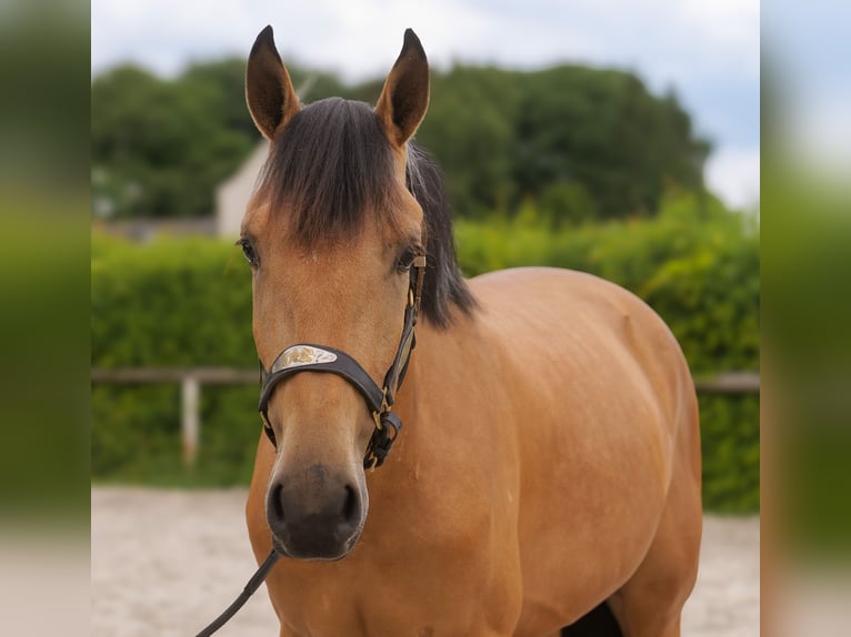 Andalou Hongre 3 Ans 158 cm Isabelle in Neustadt (Wied)