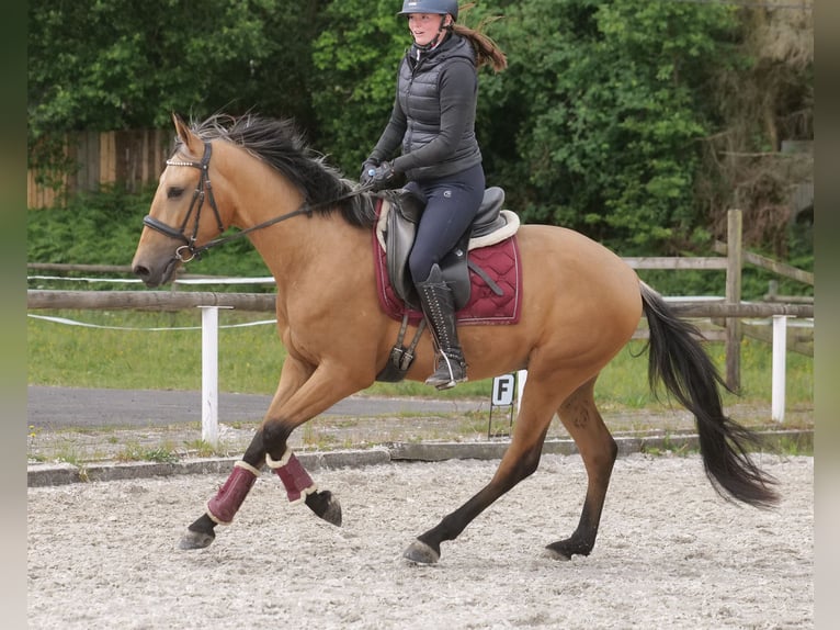 Andalou Hongre 3 Ans 158 cm Isabelle in Neustadt (Wied)