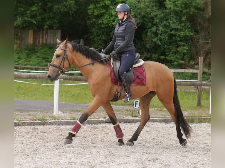 Andalou Hongre 3 Ans 158 cm Isabelle in Neustadt (Wied)
