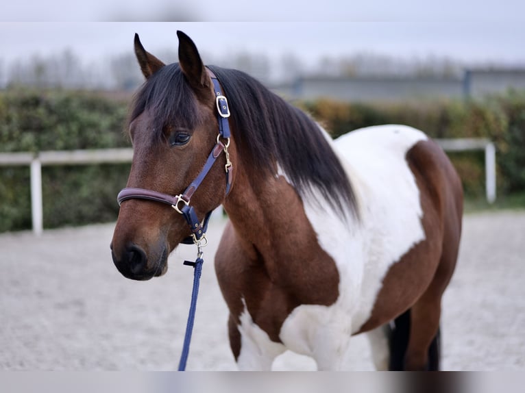 Andalou Hongre 3 Ans 158 cm Pinto in Neustadt (Wied)