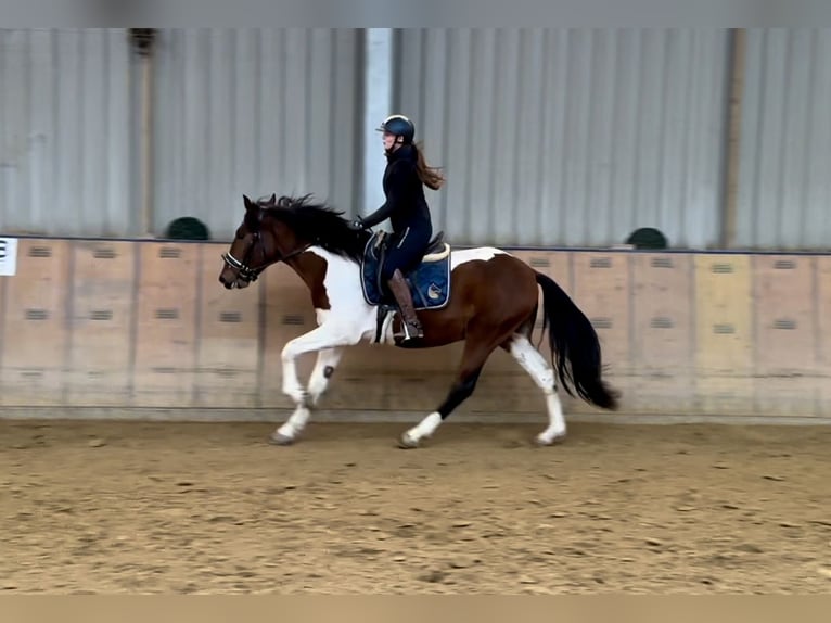 Andalou Hongre 3 Ans 158 cm Pinto in Neustadt (Wied)