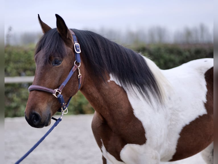 Andalou Hongre 3 Ans 158 cm Pinto in Neustadt (Wied)