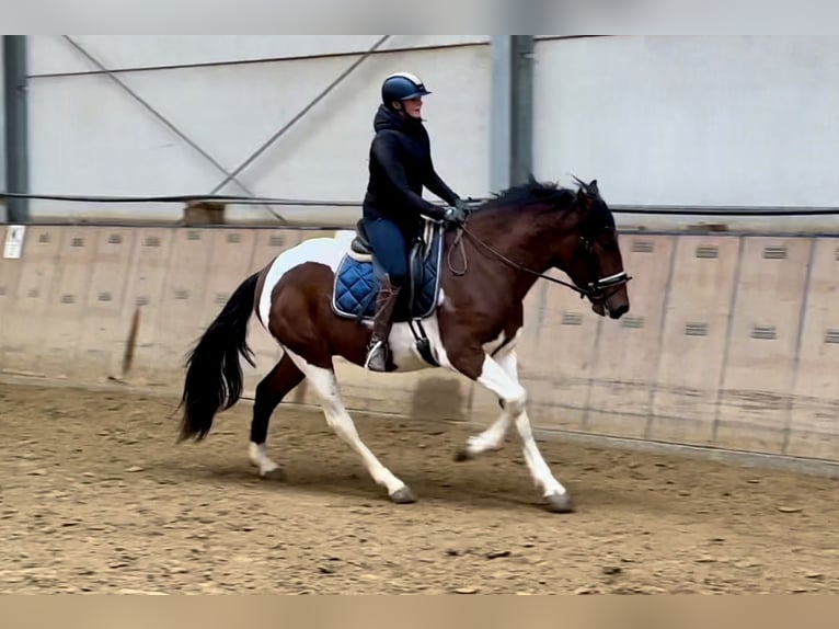 Andalou Hongre 3 Ans 158 cm Pinto in Neustadt (Wied)