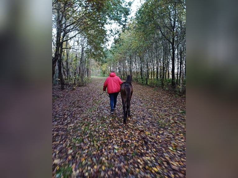 Andalou Croisé Hongre 3 Ans 160 cm Bai in Emmer-Compascuum