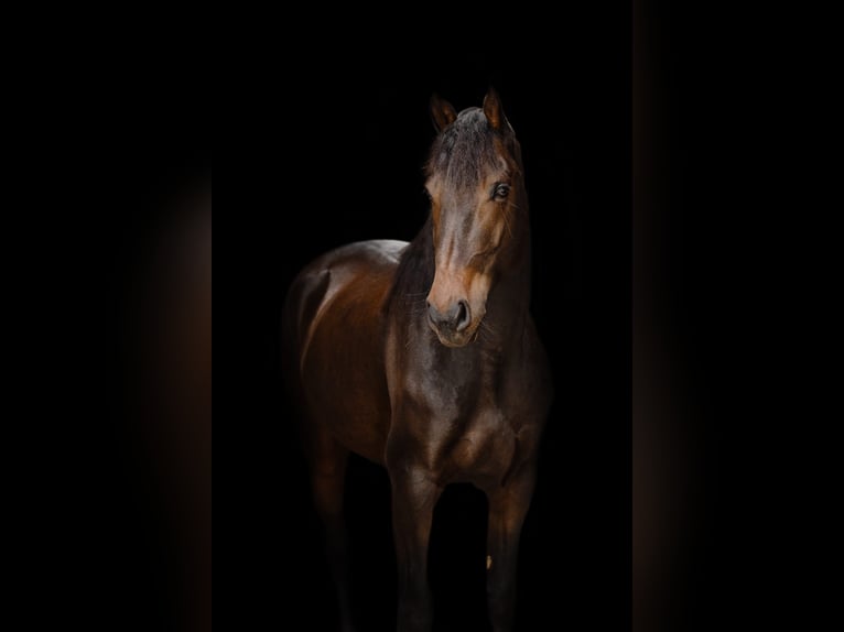 Andalou Croisé Hongre 3 Ans 160 cm Bai in Emmer-Compascuum