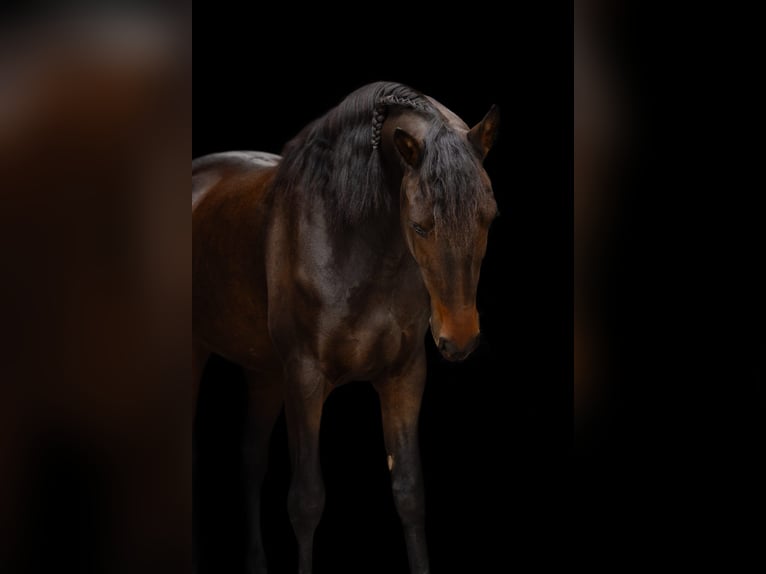 Andalou Croisé Hongre 3 Ans 160 cm Bai in Emmer-Compascuum