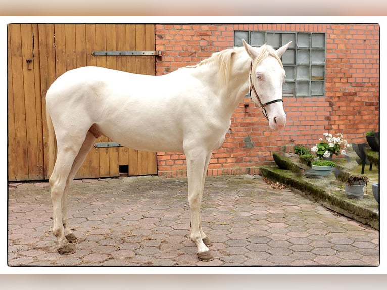 Andalou Hongre 3 Ans 160 cm Cremello in Teldau