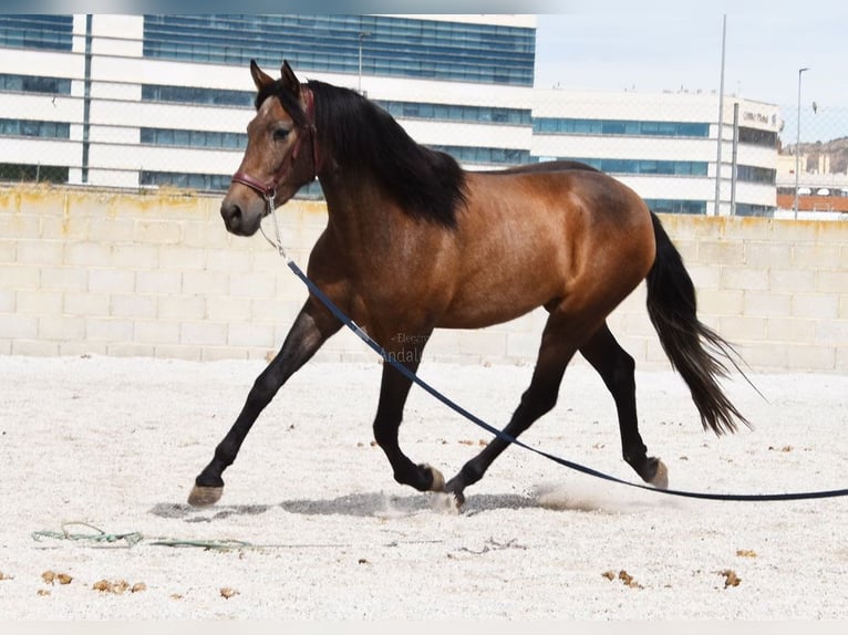 Andalou Hongre 3 Ans 160 cm Gris in Provinz Granada