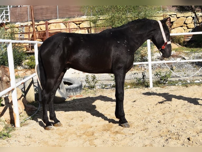 Andalou Hongre 3 Ans 160 cm Noir in Provinz Malaga