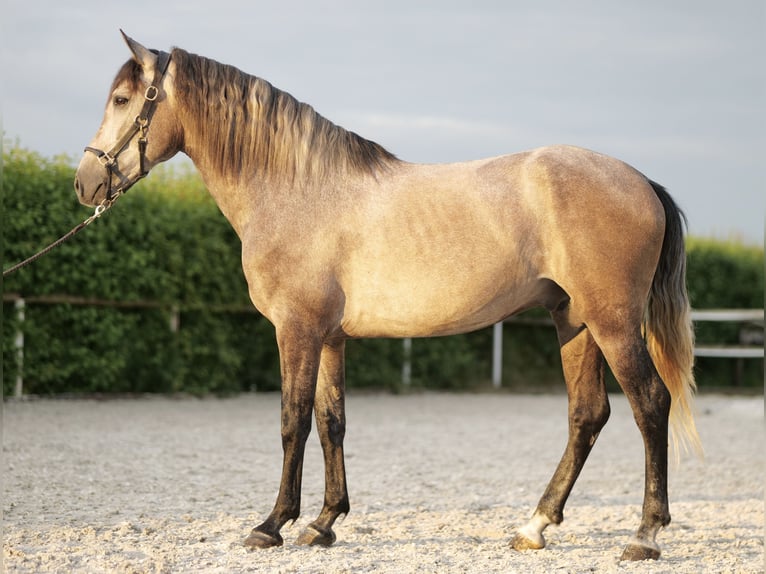 Andalou Hongre 3 Ans 163 cm Gris in Neustadt (Wied)