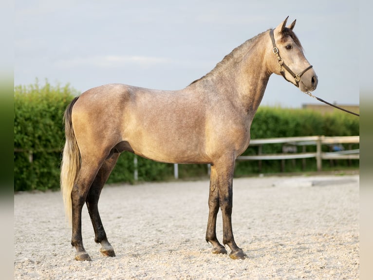 Andalou Hongre 3 Ans 163 cm Gris in Neustadt (Wied)