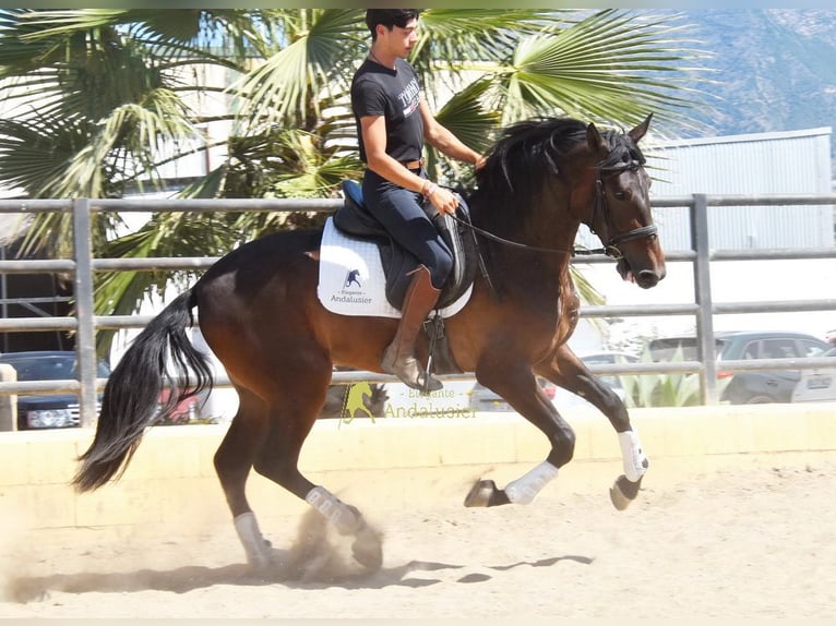 Andalou Hongre 3 Ans 164 cm Bai in Provinz Malaga
