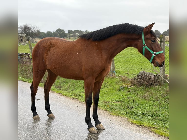 Andalou Hongre 3 Ans 165 cm Bai clair in El Tiemblo