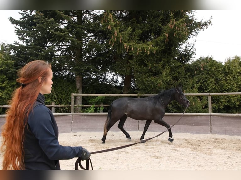 Andalou Hongre 3 Ans 170 cm Noir in Affoltern am Albis