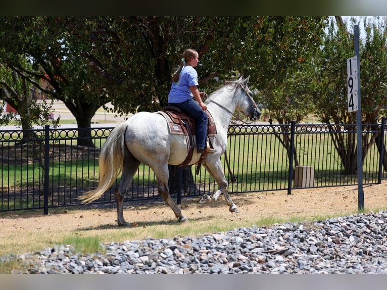 Andalou Hongre 3 Ans Gris in Terrell