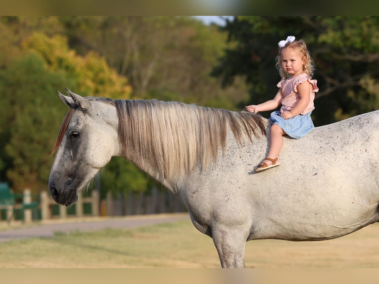 Andalou Hongre 3 Ans Gris in Terrell