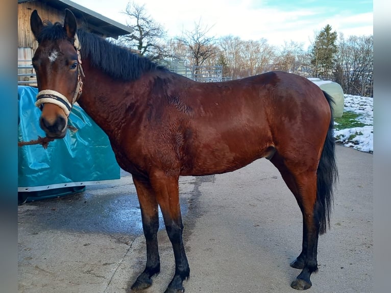 Andalou Croisé Hongre 4 Ans 148 cm Alezan brûlé in Hettiswil b. Hindelbank