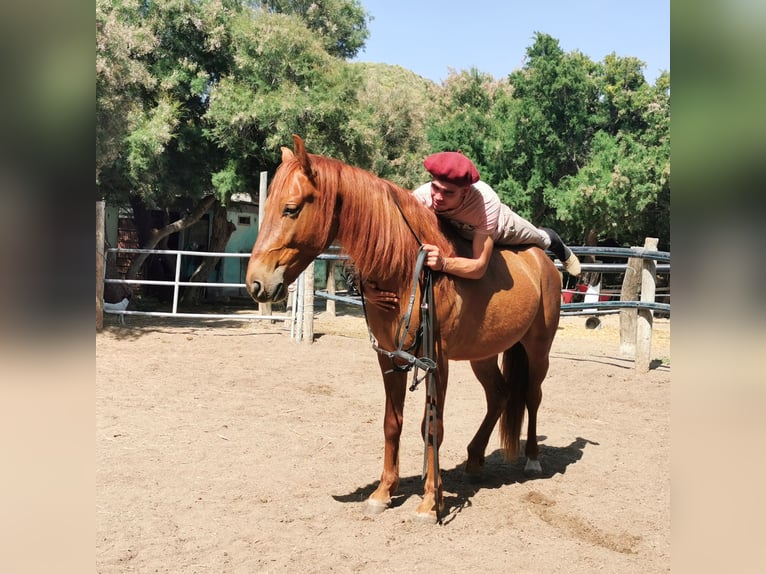 Andalou Hongre 4 Ans 150 cm Alezan in Adra Almería