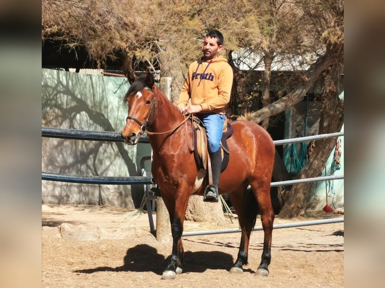 Andalou Hongre 4 Ans 150 cm Bai in Adra Almeria