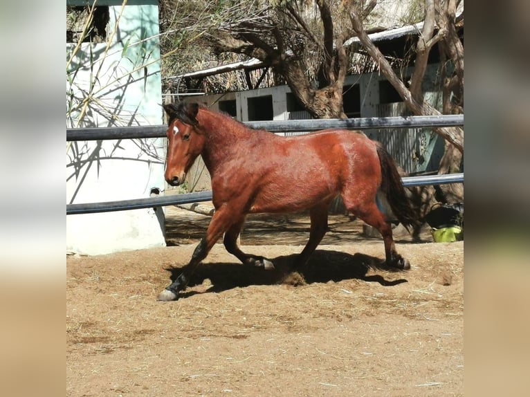 Andalou Hongre 4 Ans 150 cm Bai in Adra Almeria