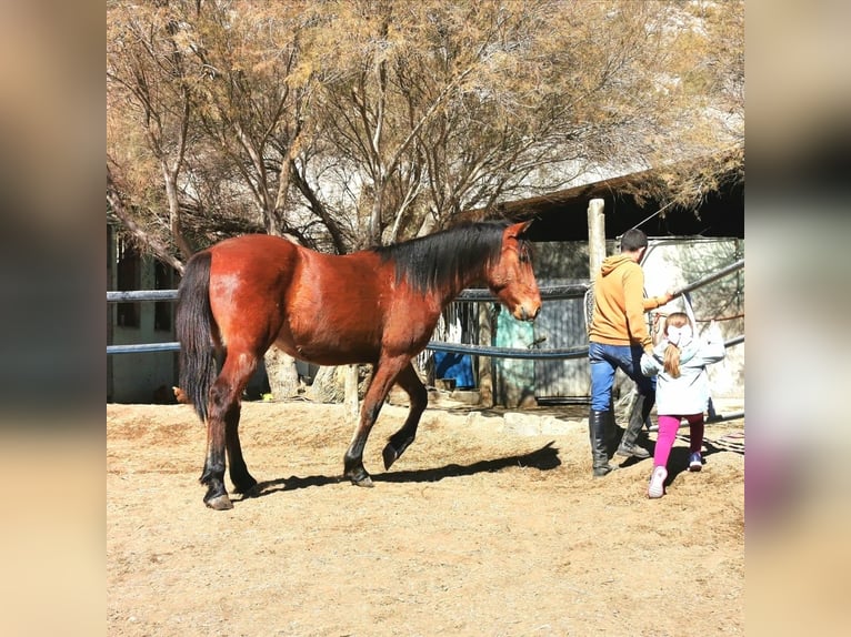 Andalou Hongre 4 Ans 150 cm Bai in Adra Almeria