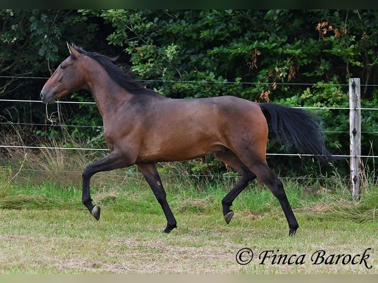 Andalou Hongre 4 Ans 150 cm Bai in Wiebelsheim