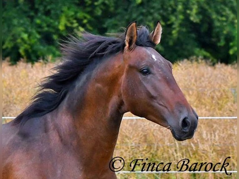 Andalou Hongre 4 Ans 150 cm Bai in Wiebelsheim