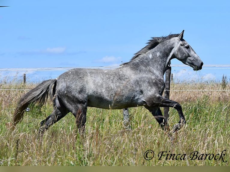 Andalou Hongre 4 Ans 150 cm Gris in Wiebelsheim