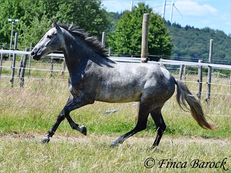 Andalou Hongre 4 Ans 150 cm Gris in Wiebelsheim