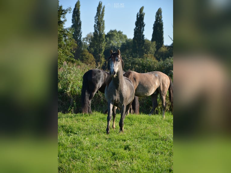 Andalou Hongre 4 Ans 150 cm Rouan bleu in Nederhorst den Berg