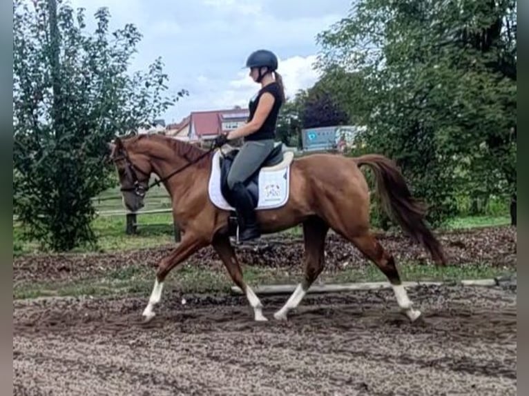 Andalou Croisé Hongre 4 Ans 151 cm Alezan in Karlshuld