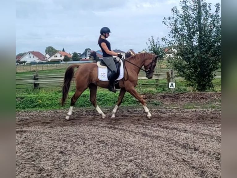 Andalou Croisé Hongre 4 Ans 151 cm Alezan in Karlshuld