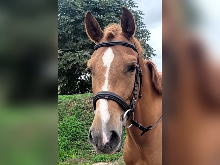 Andalou Croisé Hongre 4 Ans 151 cm Alezan in Karlshuld