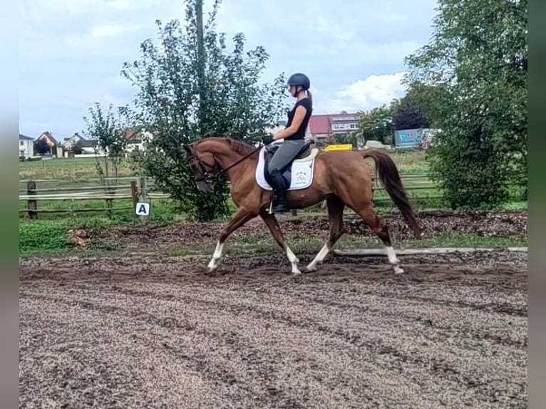 Andalou Croisé Hongre 4 Ans 151 cm Alezan in Karlshuld
