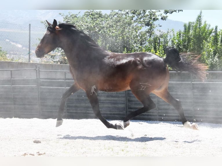 Andalou Hongre 4 Ans 151 cm Bai brun in Provinz Granada