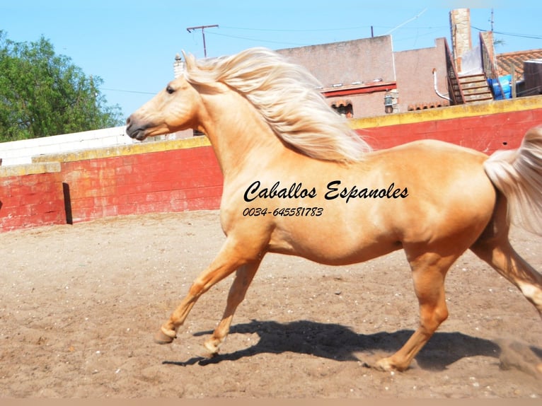 Andalou Hongre 4 Ans 151 cm Palomino in Vejer de la Frontera