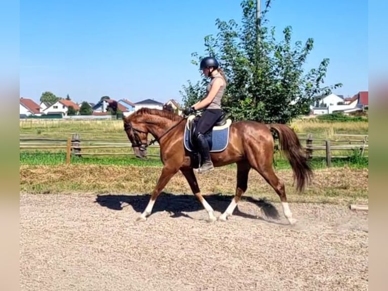 Andalou Croisé Hongre 4 Ans 153 cm Alezan in Karlshuld