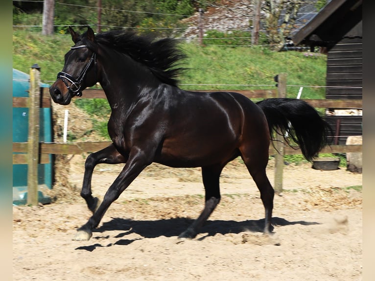 Andalou Hongre 4 Ans 153 cm Bai brun foncé in Uelsen